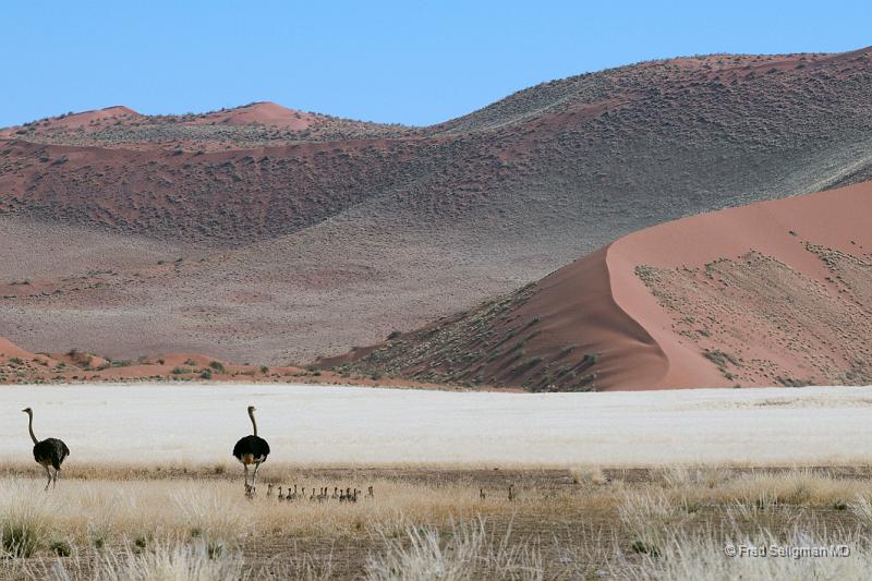 20090602_111147 D300 X1.jpg - Ostriches strolling toward the dunes....note the chicks